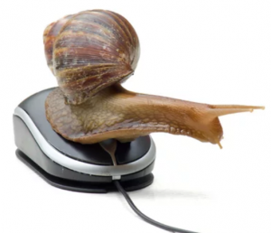 Snail on Mouse
